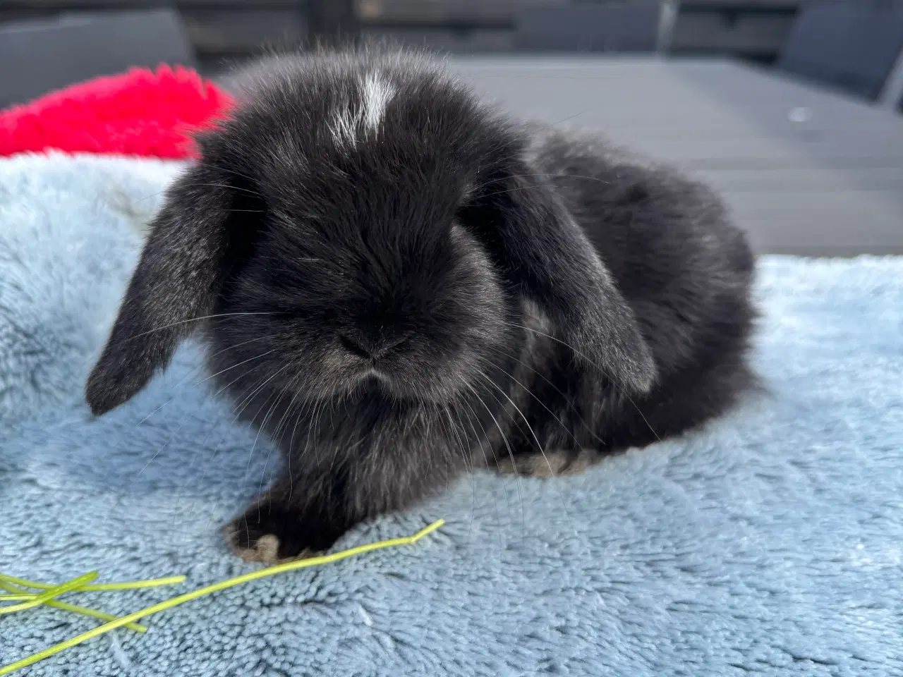 Billede 8 - Mini lop