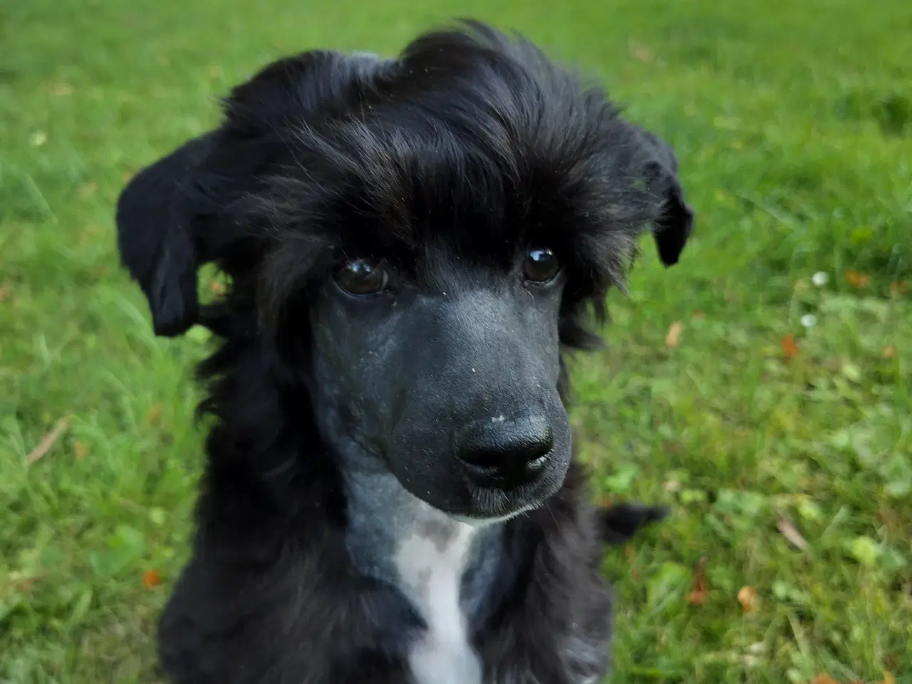 Billede 2 - Chinese crested powder puff dreng med DKK stambog