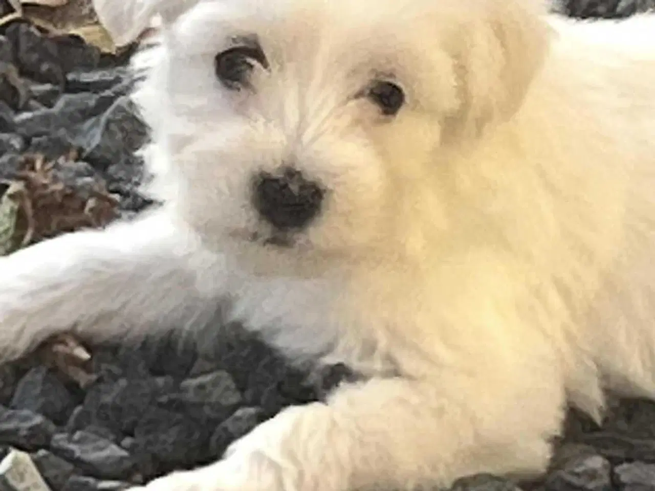 Billede 1 - 3 skønne hvalpe tilbage