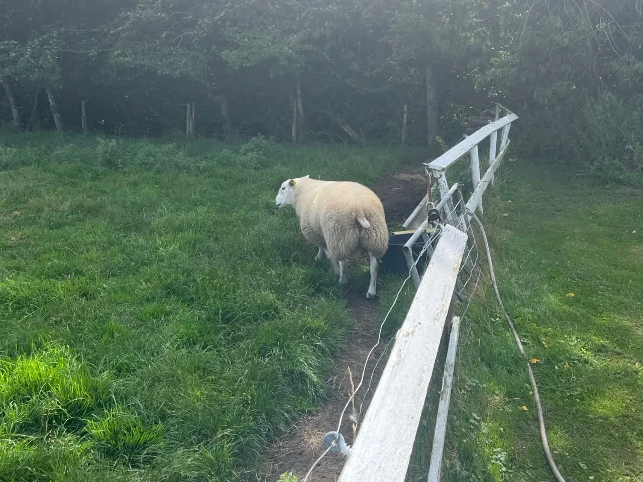 Billede 3 - Texel-vædder sælges