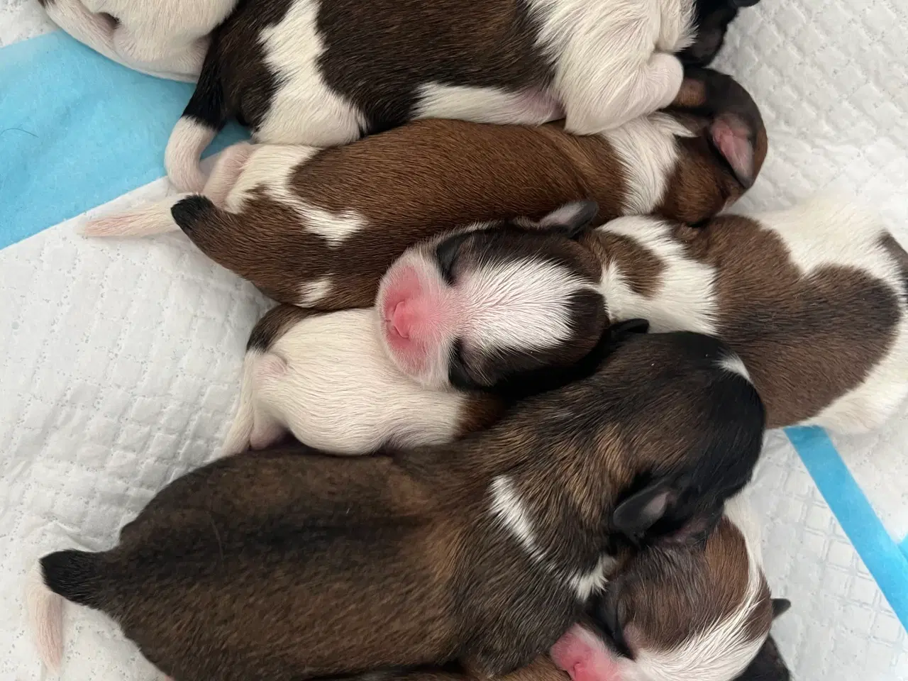 Billede 1 - Shih Tzu blanding