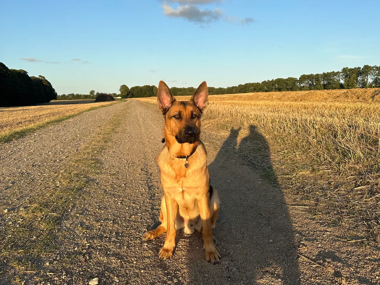 Billede 13 - En blanding af schæfer/rottweiler