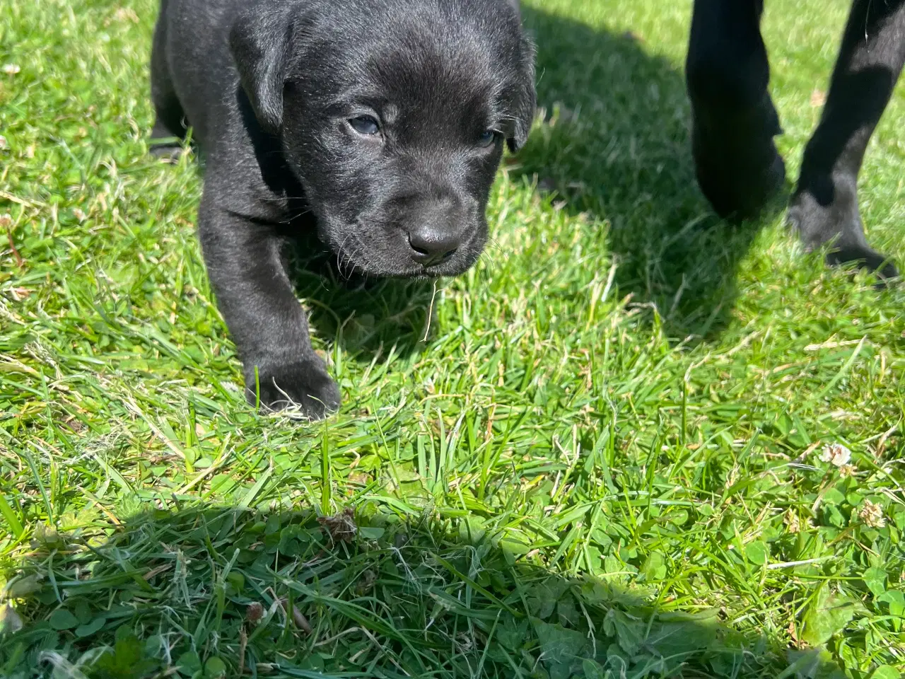 Billede 3 - Ægte labrador hvalpe