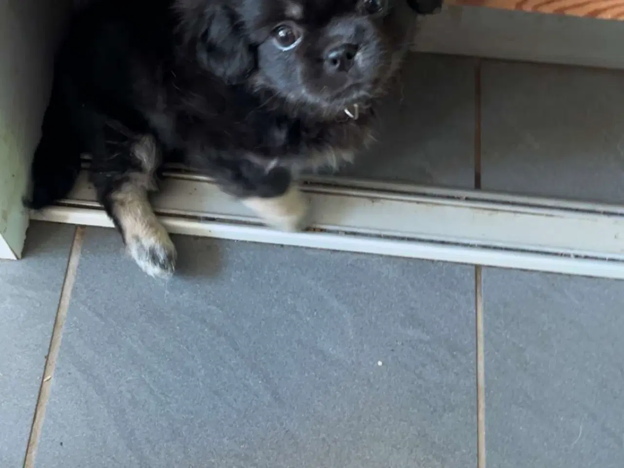 Billede 2 - Tibetansk spaniel