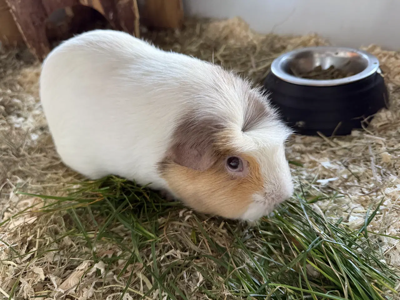 Billede 2 - Marsvinet Karla søger nyt hjem ( bur medfølger )