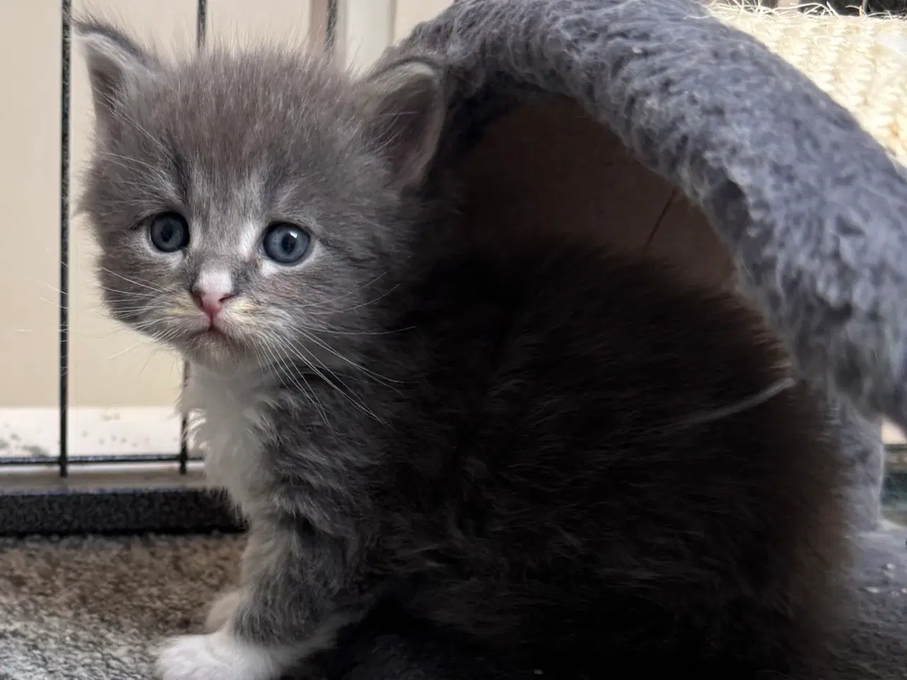 Billede 3 - Maine Coon hankilling sælges
