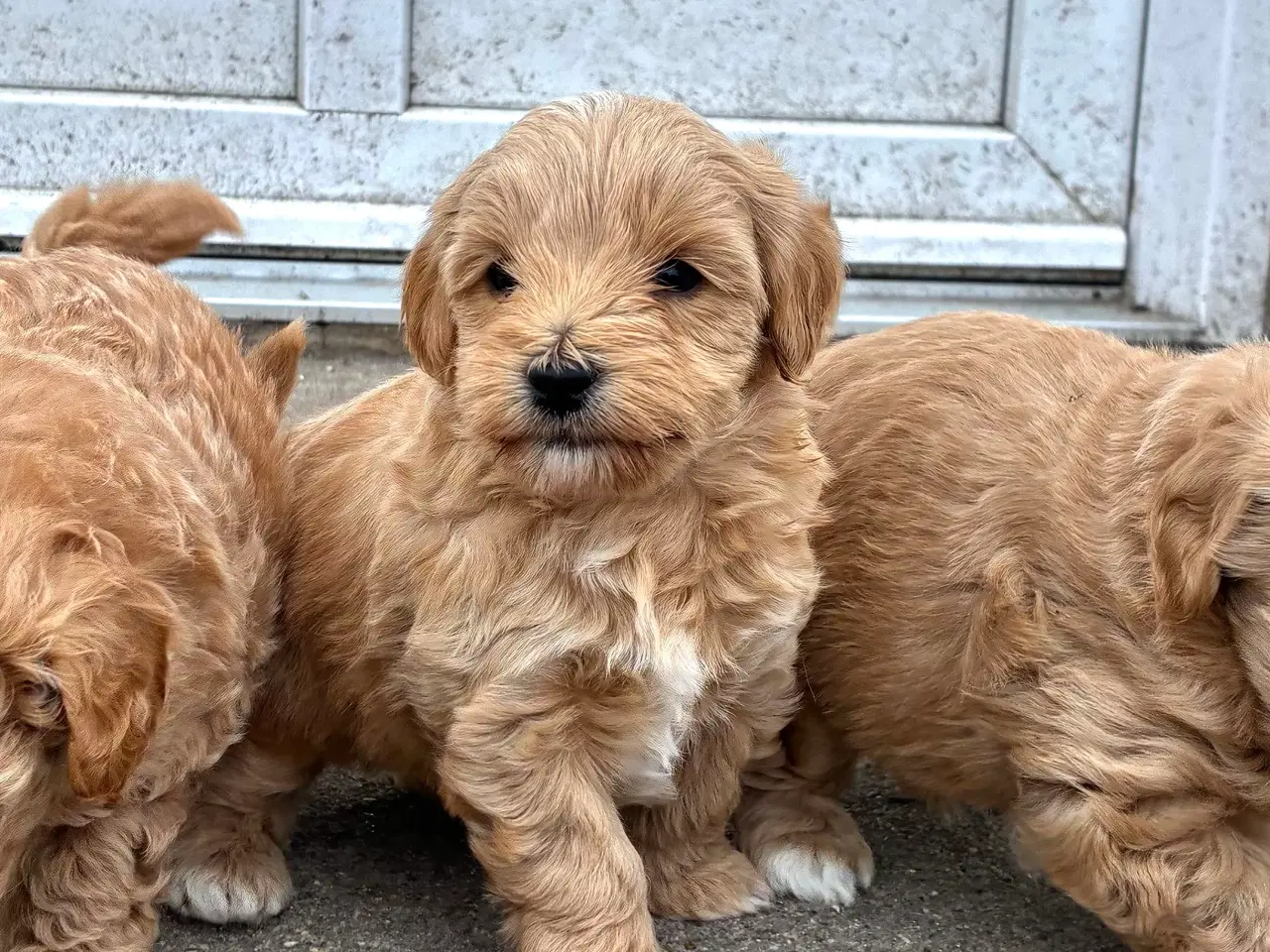 Billede 9 - doodle / cotonpoo / pooton  hvalpe  