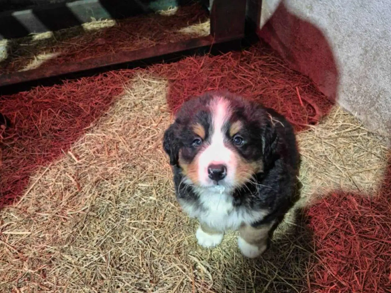 Billede 10 - Dejlige Berner Sennen bamser 