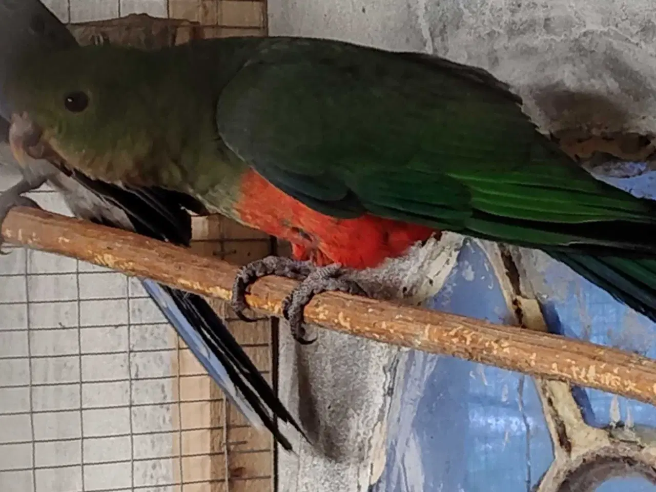 Billede 3 - Konge parakit