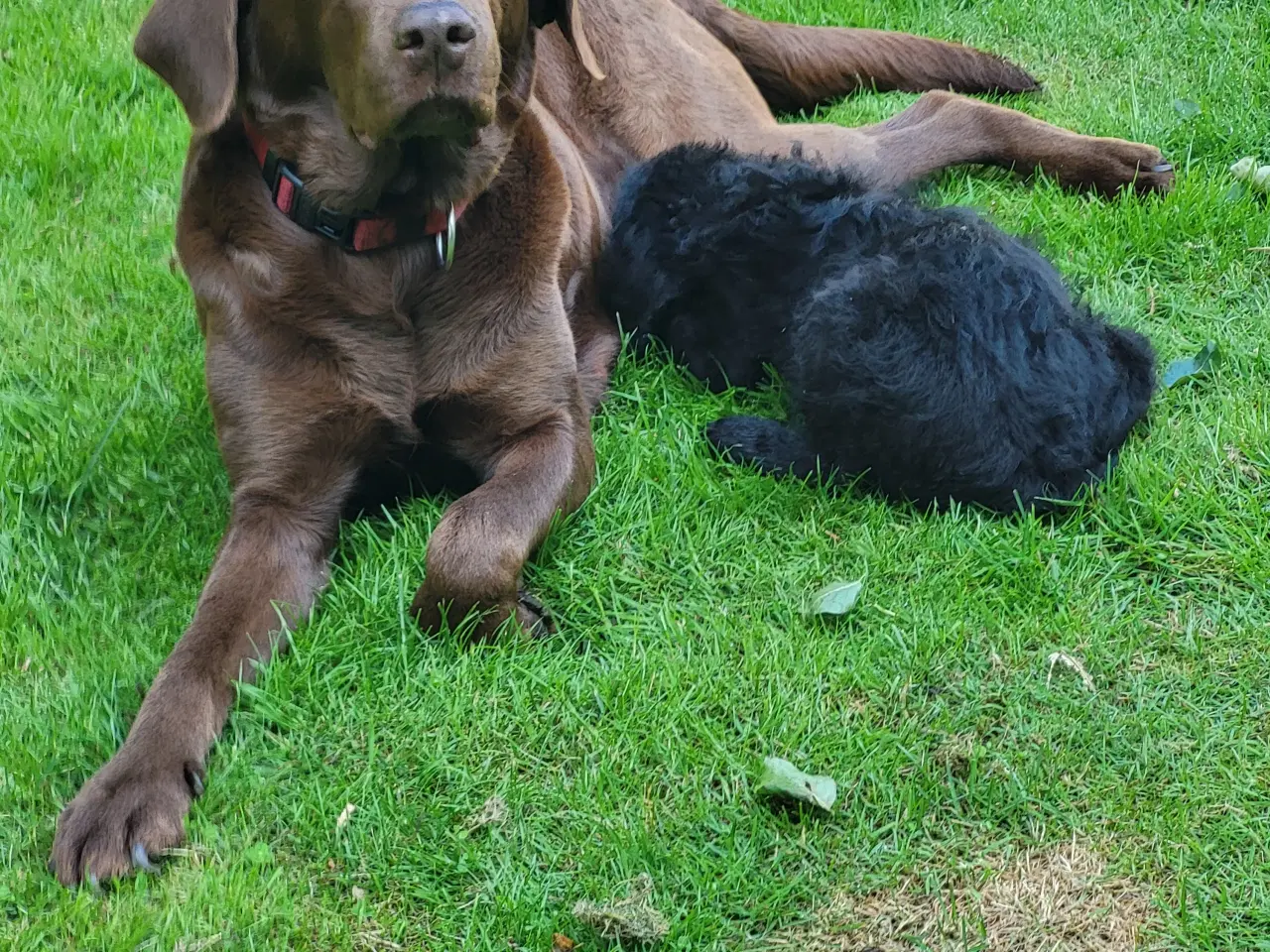 Billede 4 - Labradoodle hvalp 