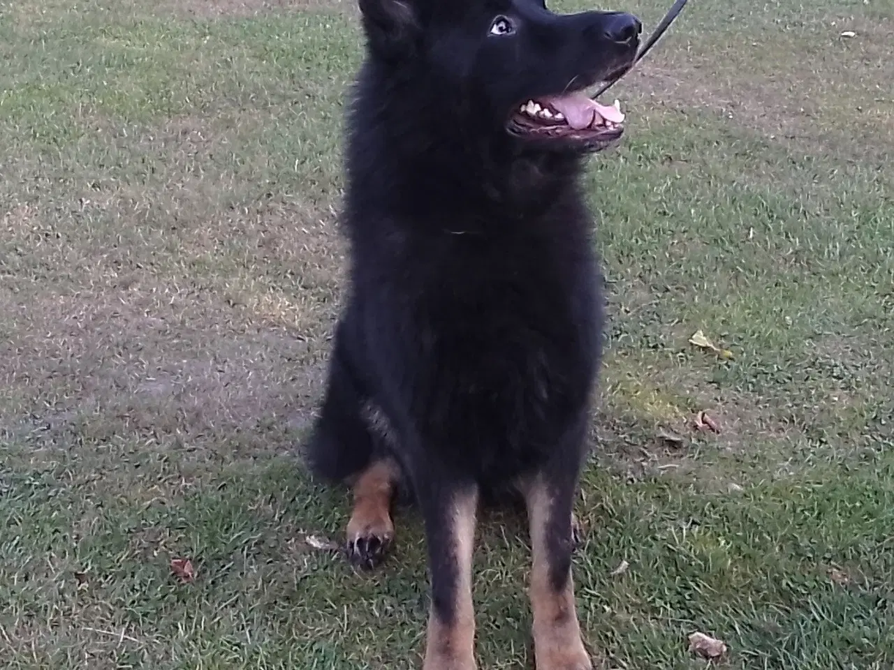 Billede 3 - Schæfer hanhund efter "Fremragende forældre 😃
