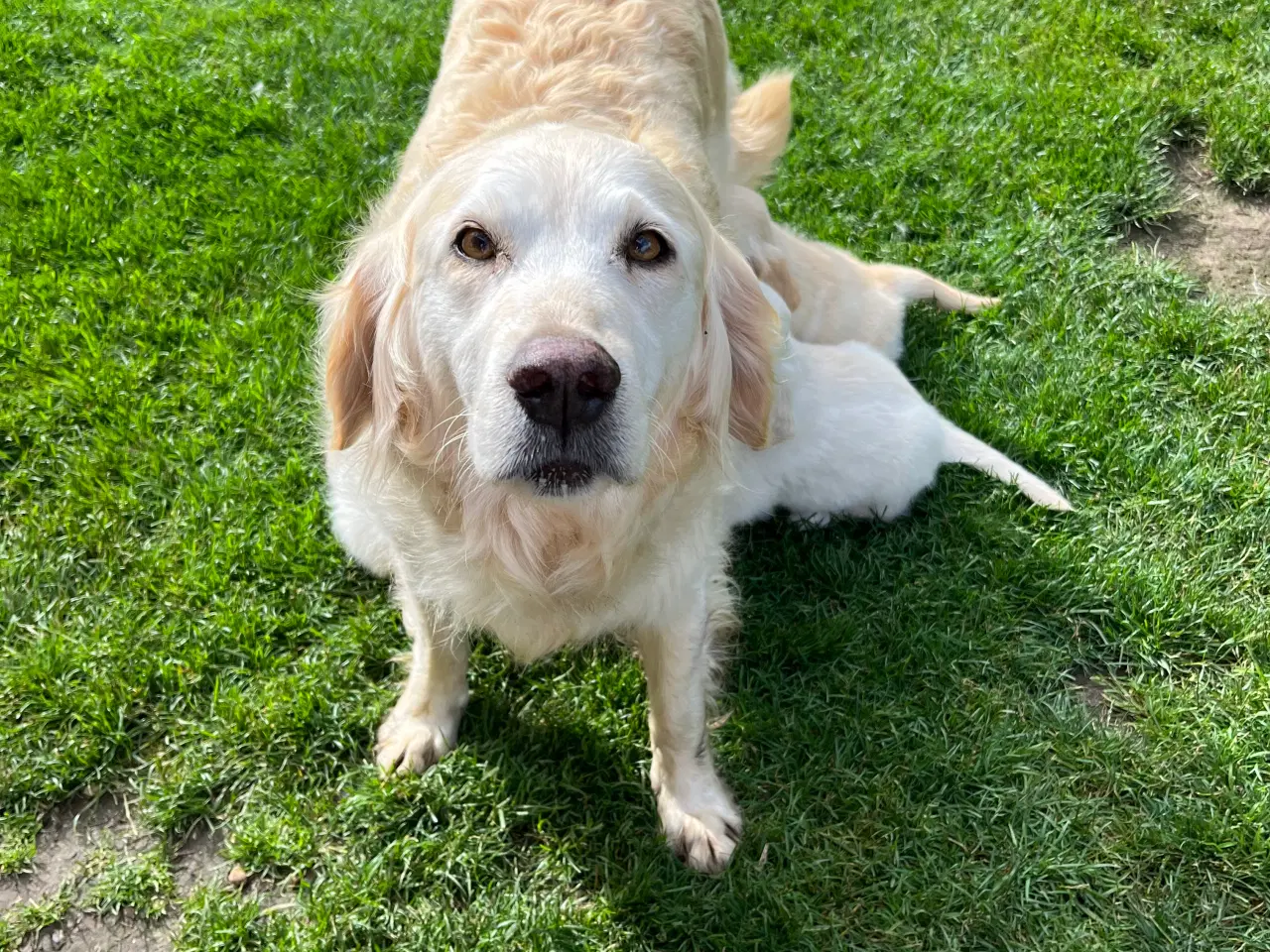 Billede 19 - Golden retriever hvalpe sælges