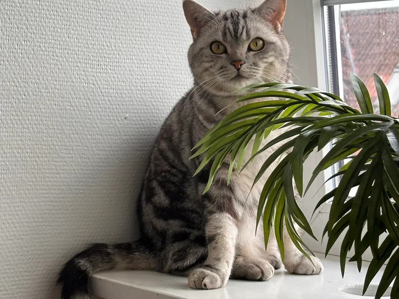 Billede 1 - Han kat british shorthair