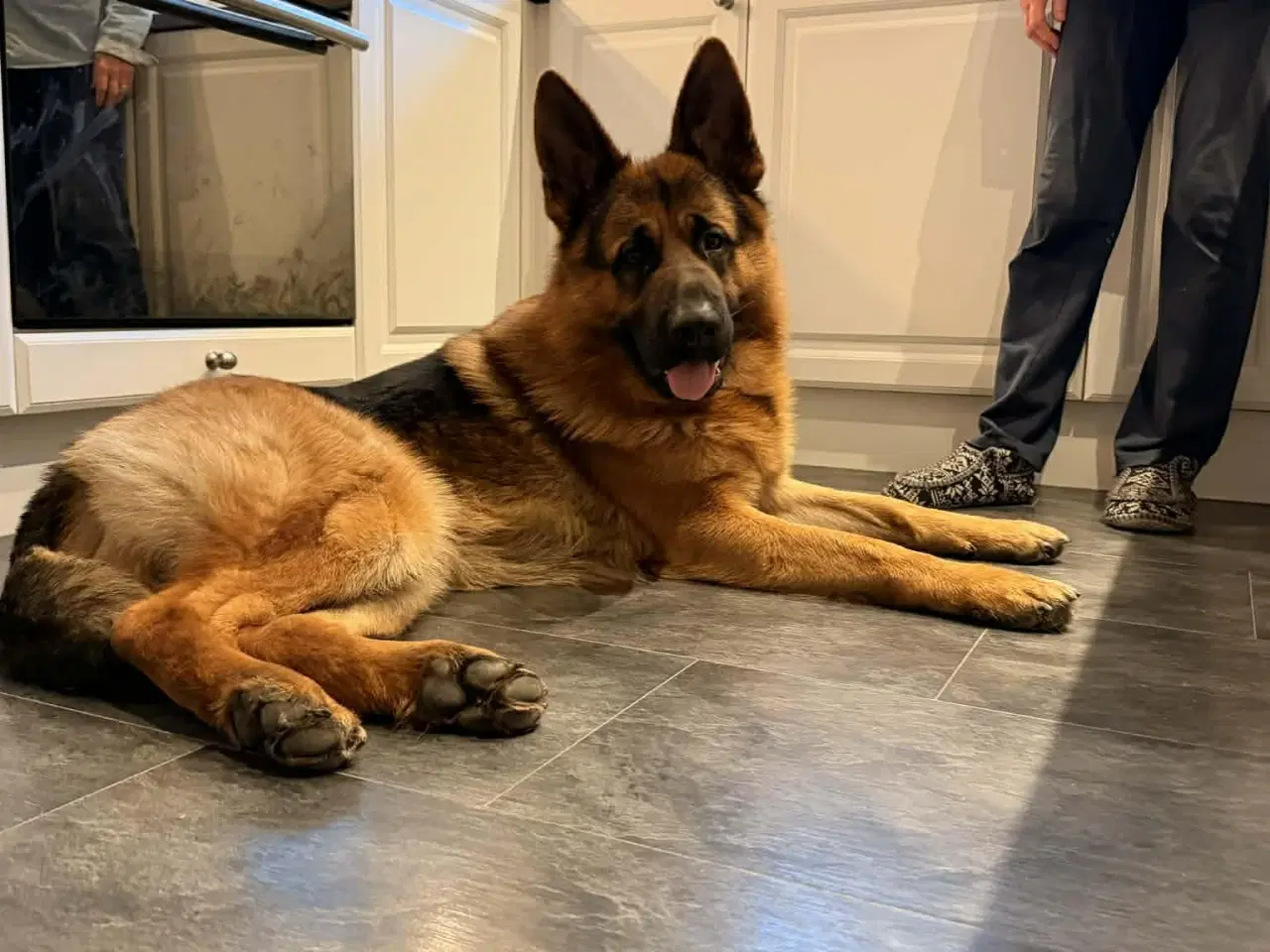 Billede 6 - Smuk, dejlig og kærlig schæferhan på 17 måneder