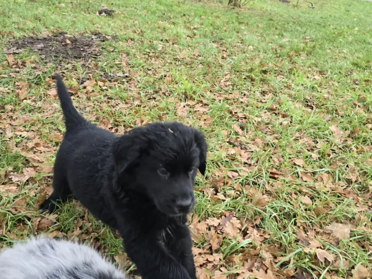 Billede 7 - Golden Retriever blanding hanhund