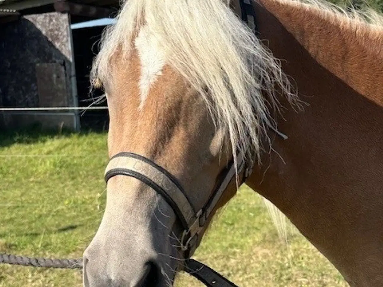 Billede 1 - Lækker haflinger hoppe