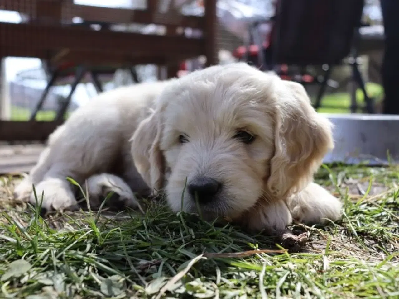 Billede 1 - Goldendoodle F1