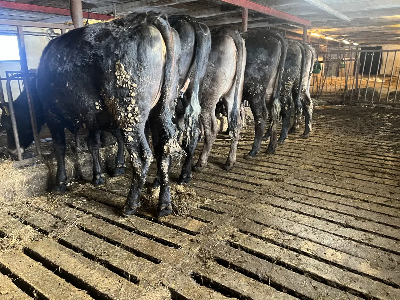 Billede 8 - Krydsnings kvier