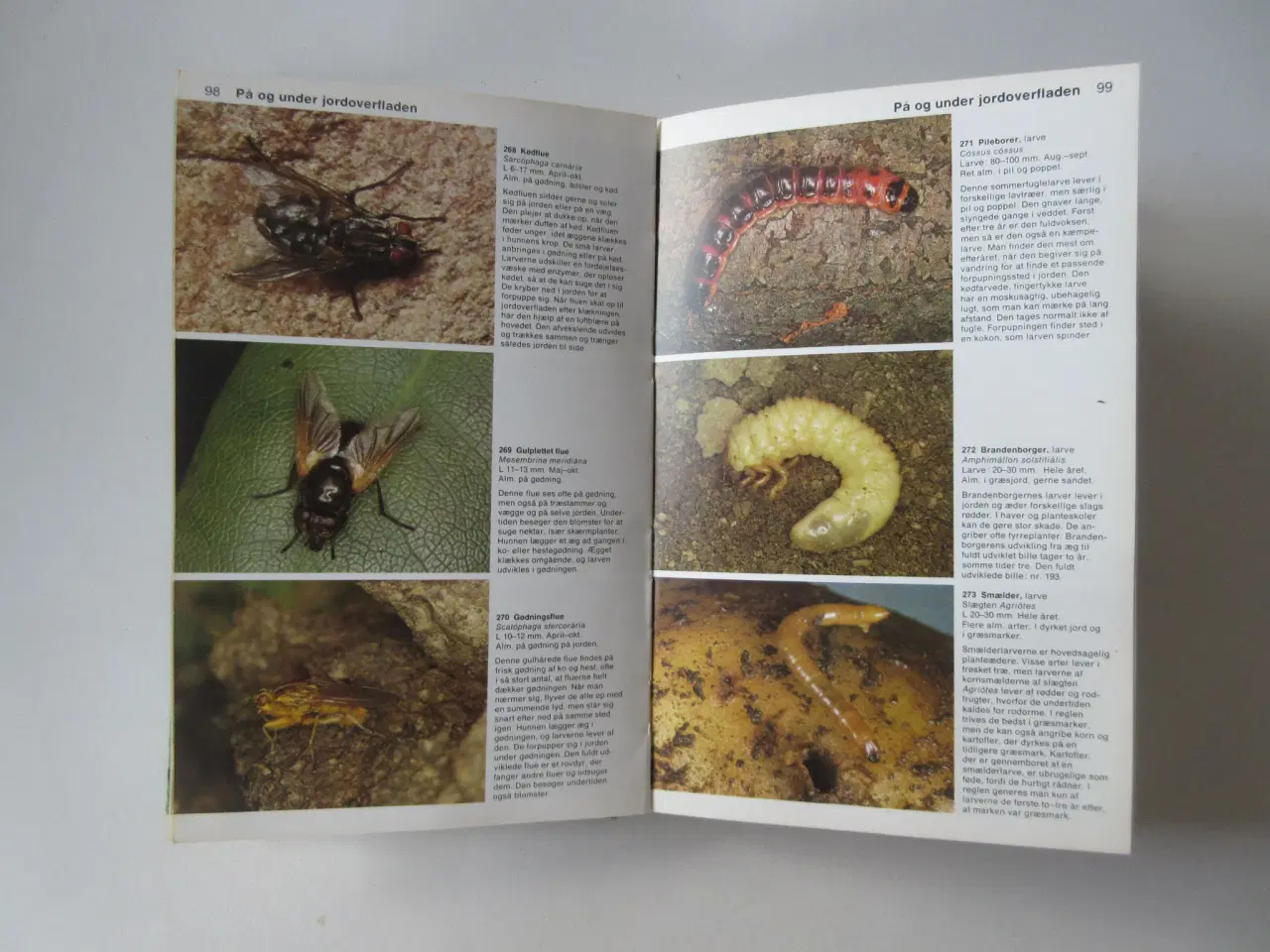 Billede 2 - Småkræ Sommerfugle, guldsmede, biller, snegle