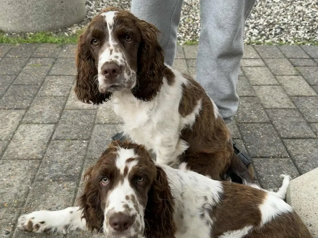 Billede 1 - Engelsk springer spaniel hvalpe