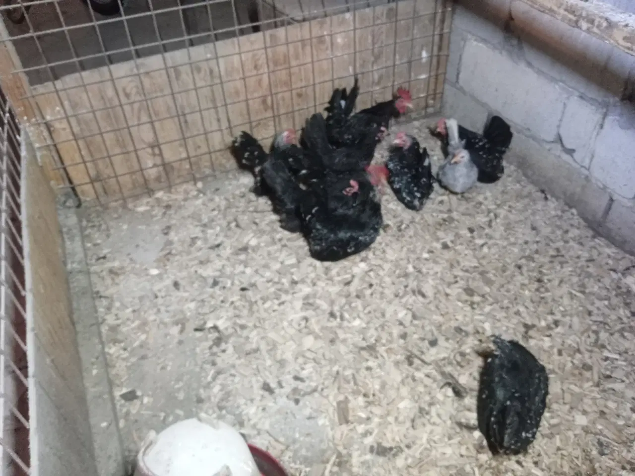 Billede 3 - Dværghøns