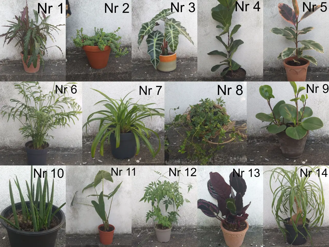 Billede 1 - Diverse indendørsplanter
