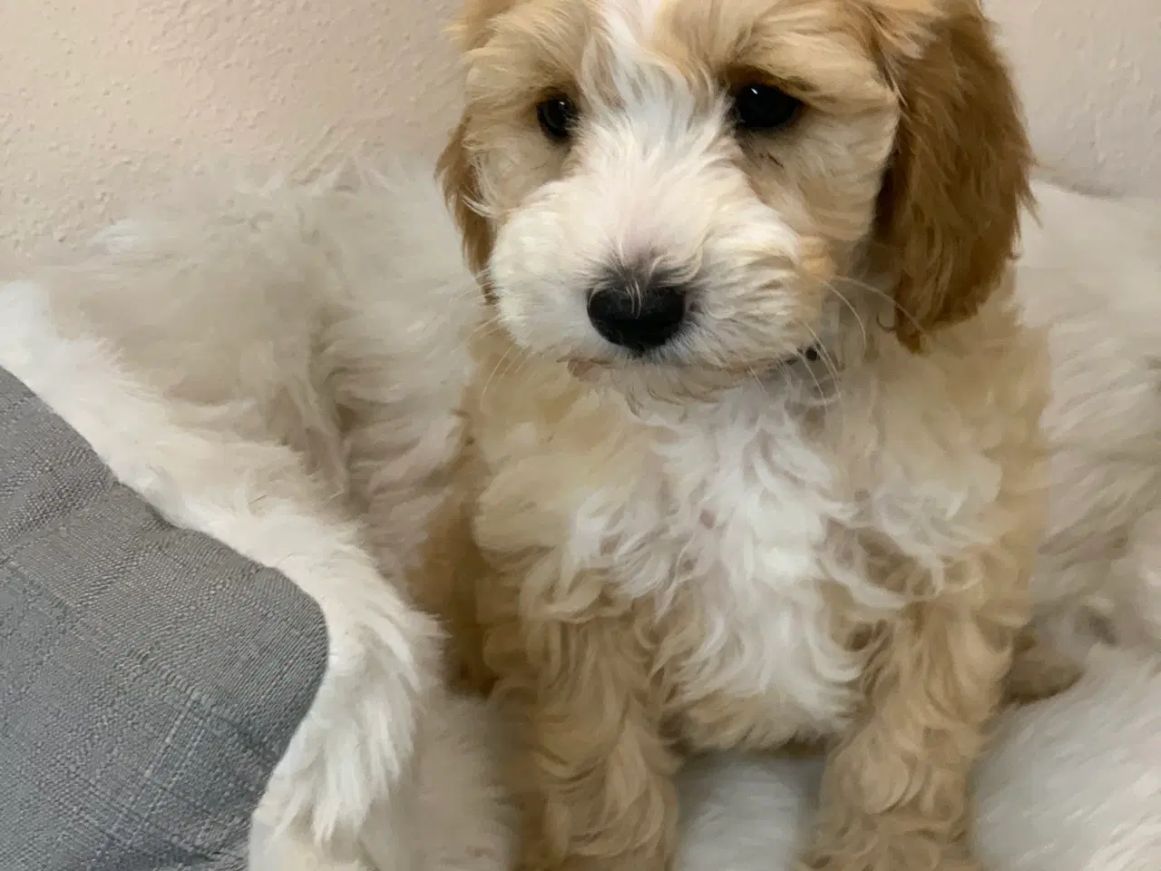 Billede 10 -  Maltipoo dreng er rejse klar nu!