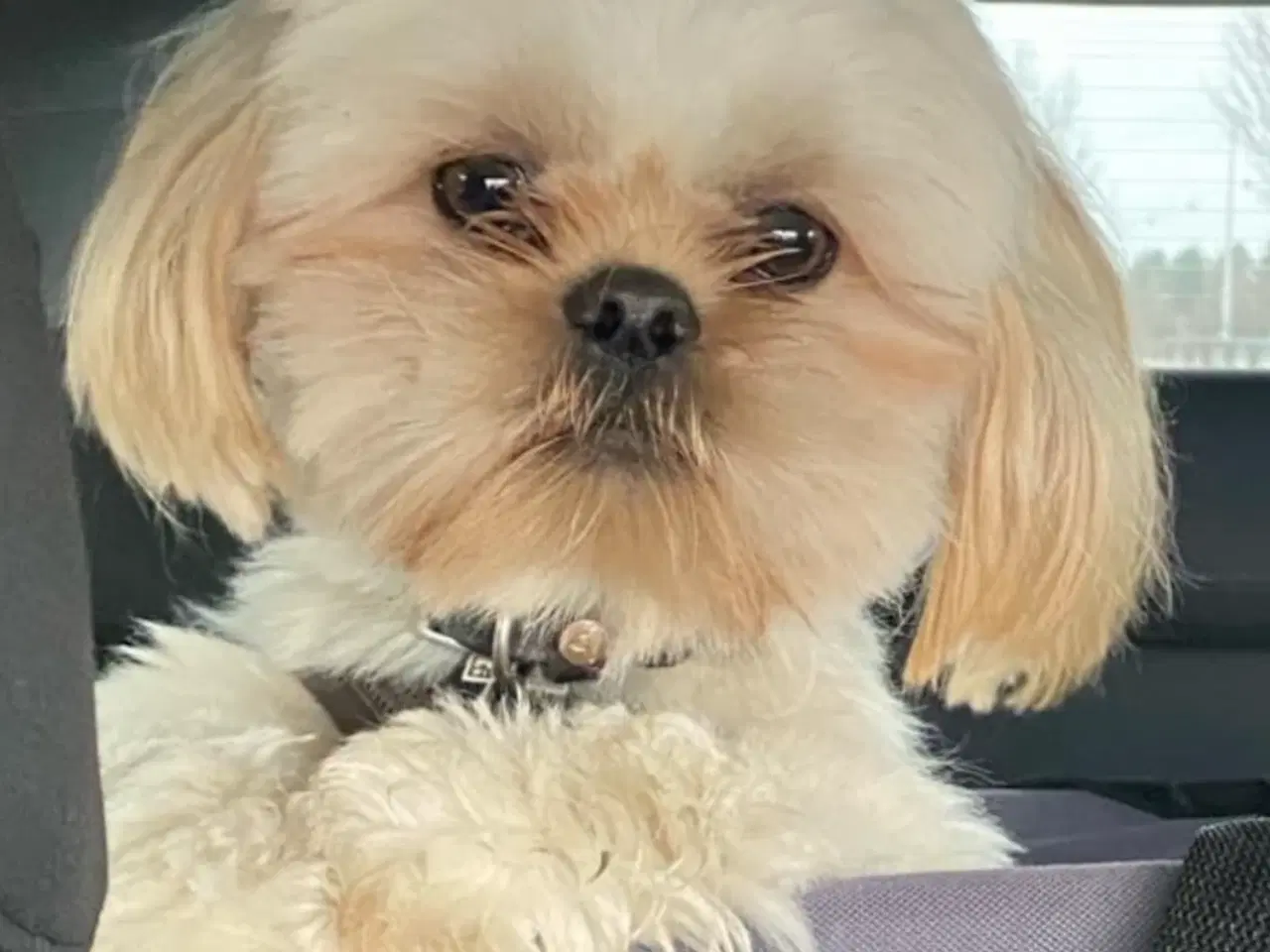 Billede 12 - Shih tzu hvalpe
