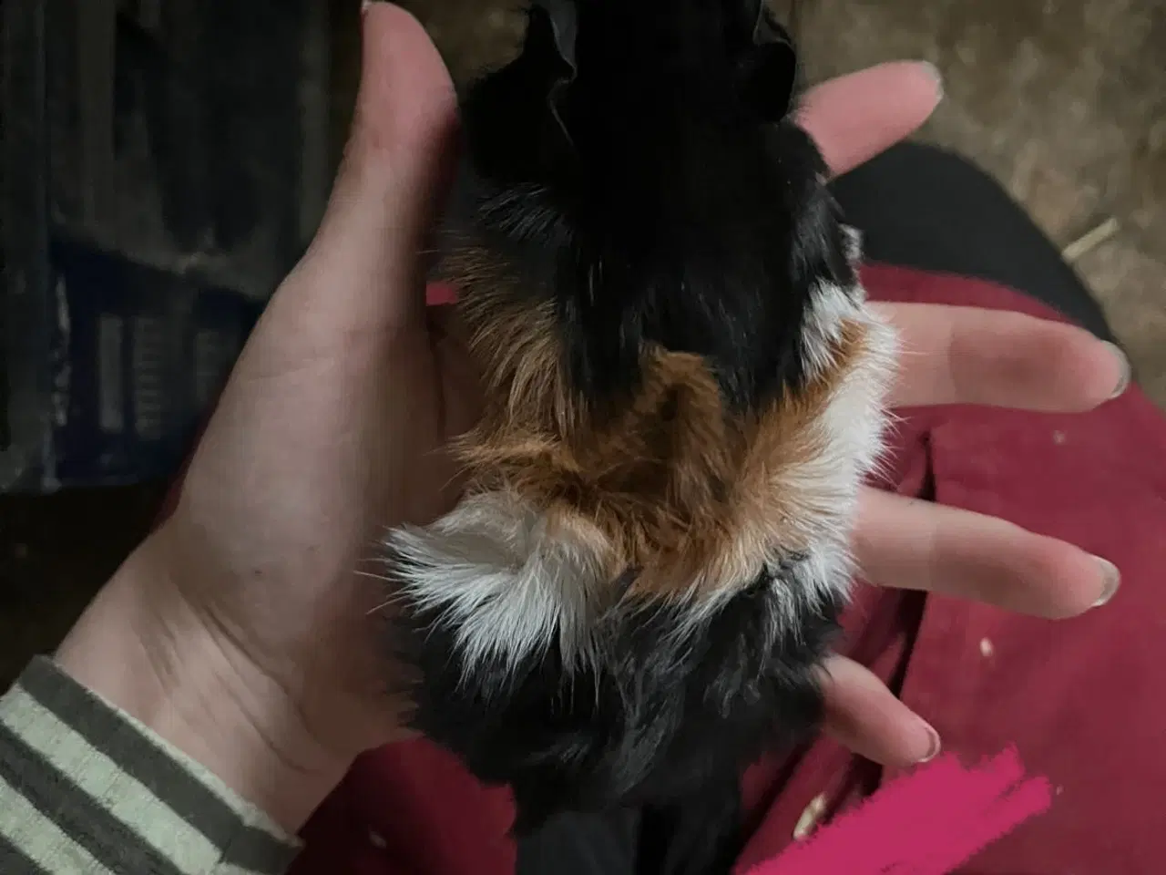 Billede 1 - Marsvine piger - unger og fuld voksen