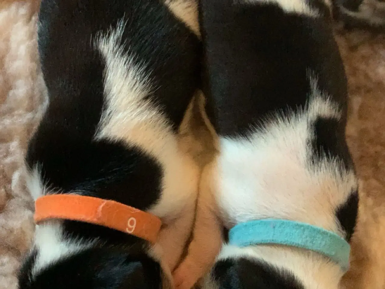 Billede 6 - Dansk svensk gårdhundehvalpe