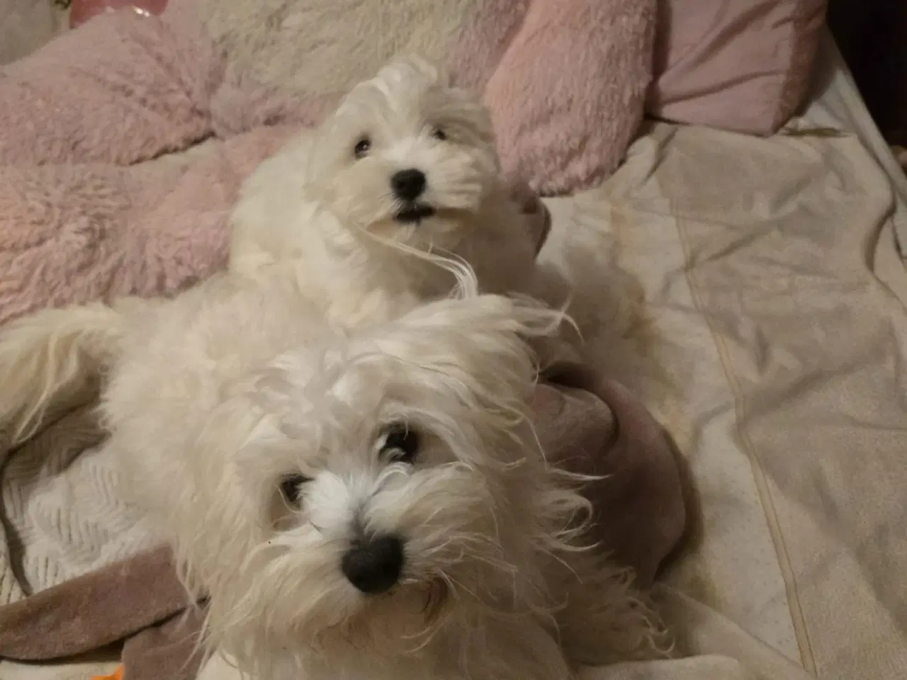 Billede 11 - Bichon-hvalpe søger nye hjem .