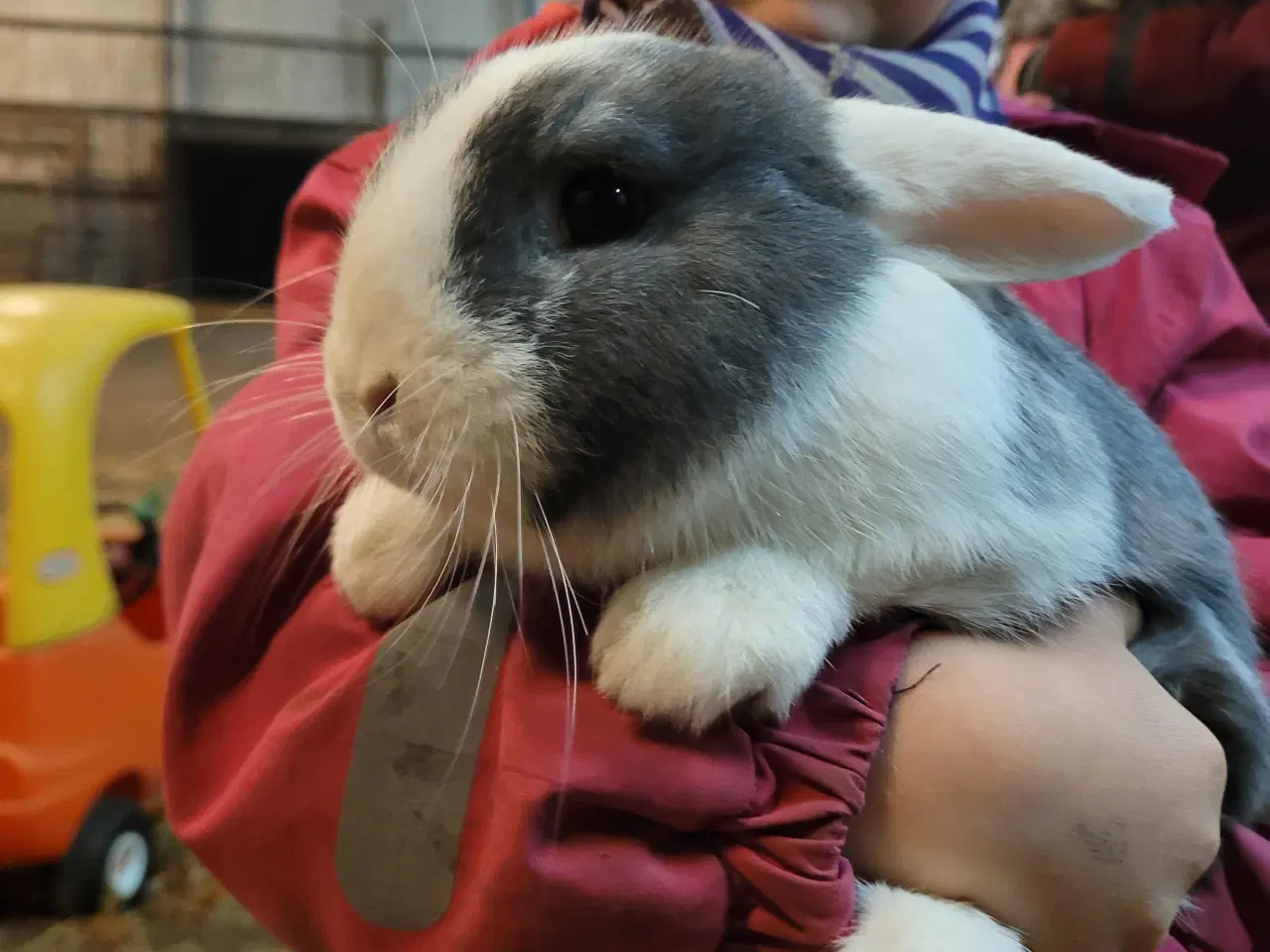 Billede 1 - 2 søde, tamme hankaniner