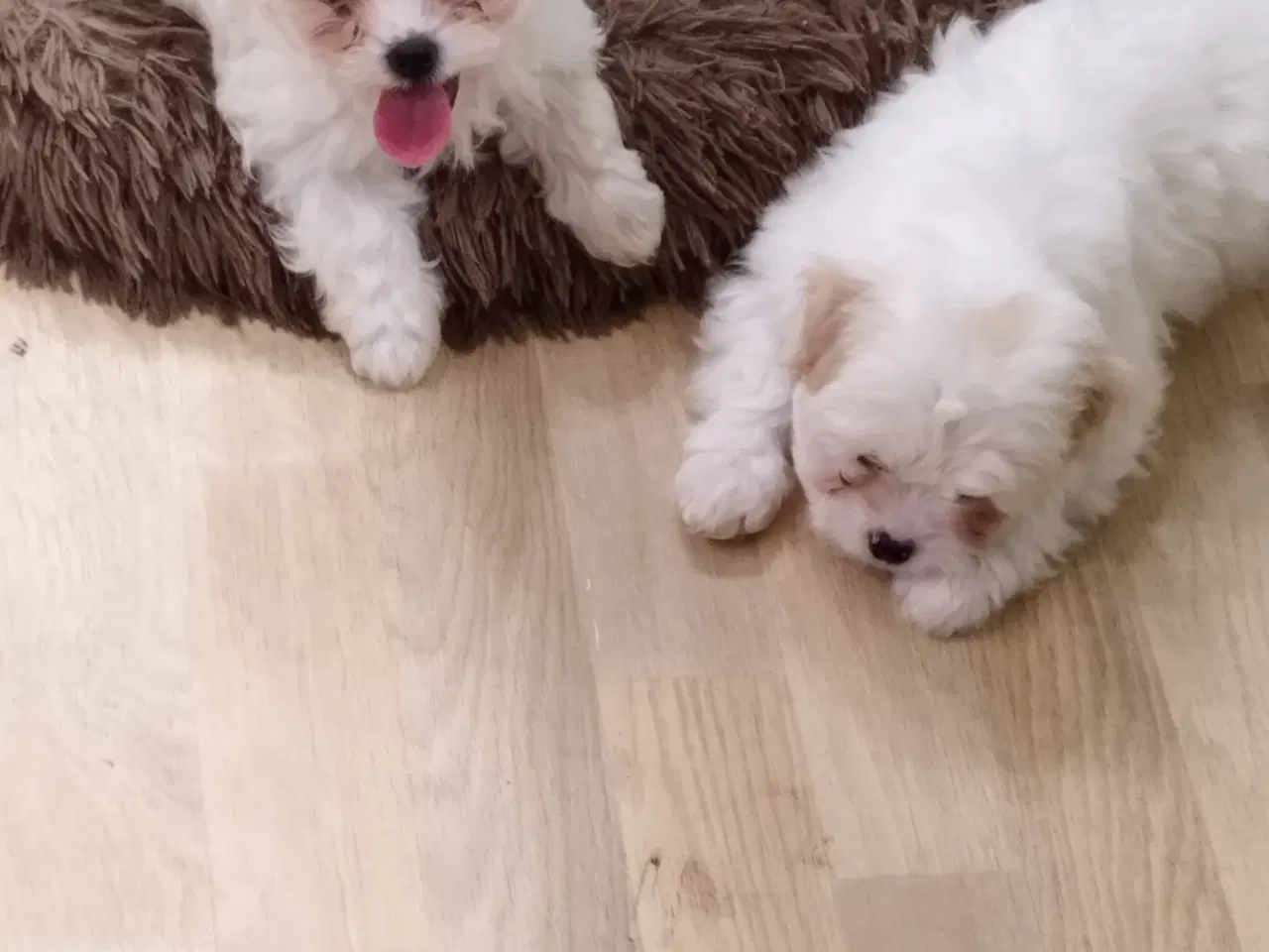 Billede 2 - mini malteser/coton de tulear hvalpe