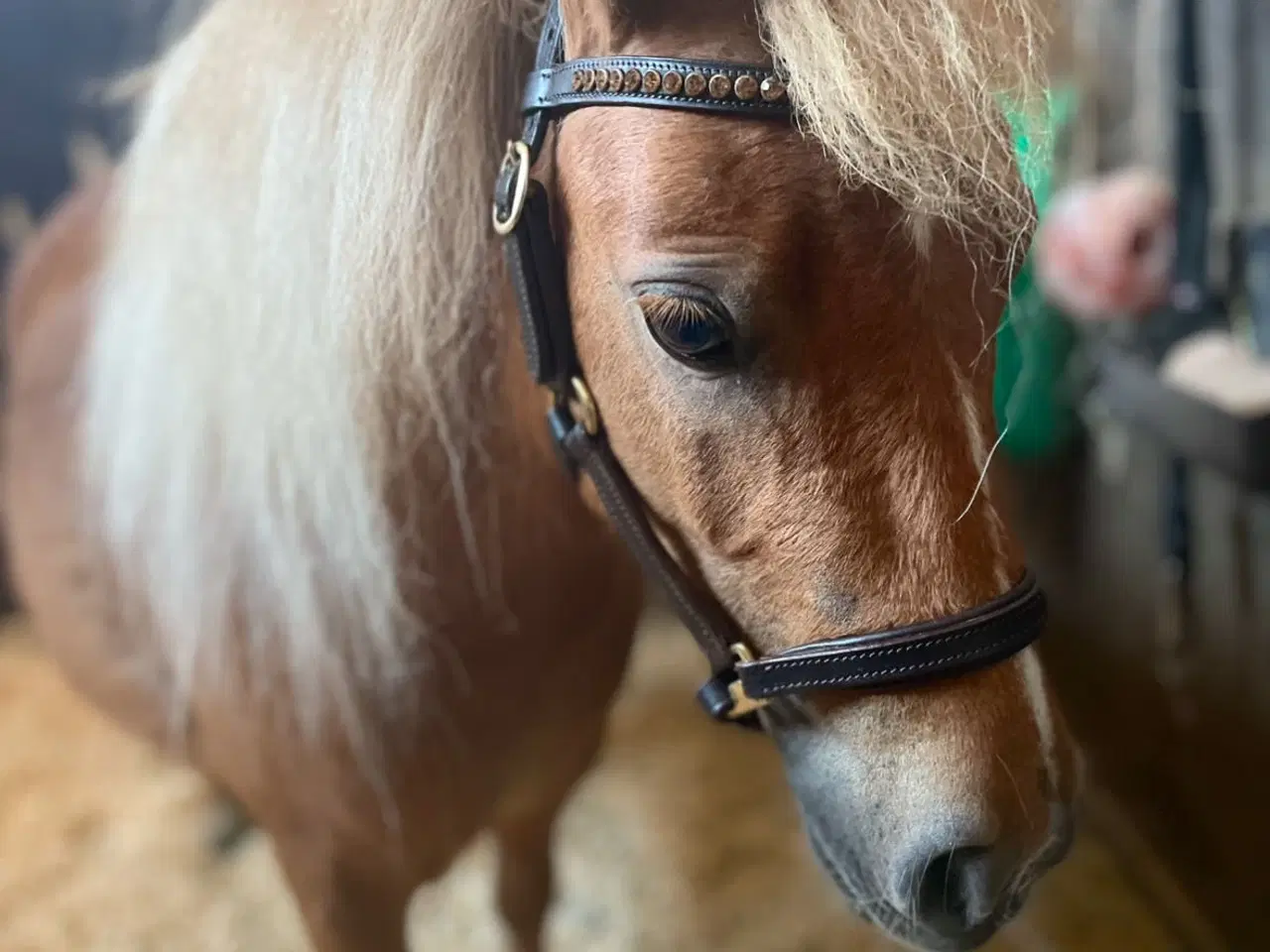 Billede 1 - Sødeste lille Pony tilsalg