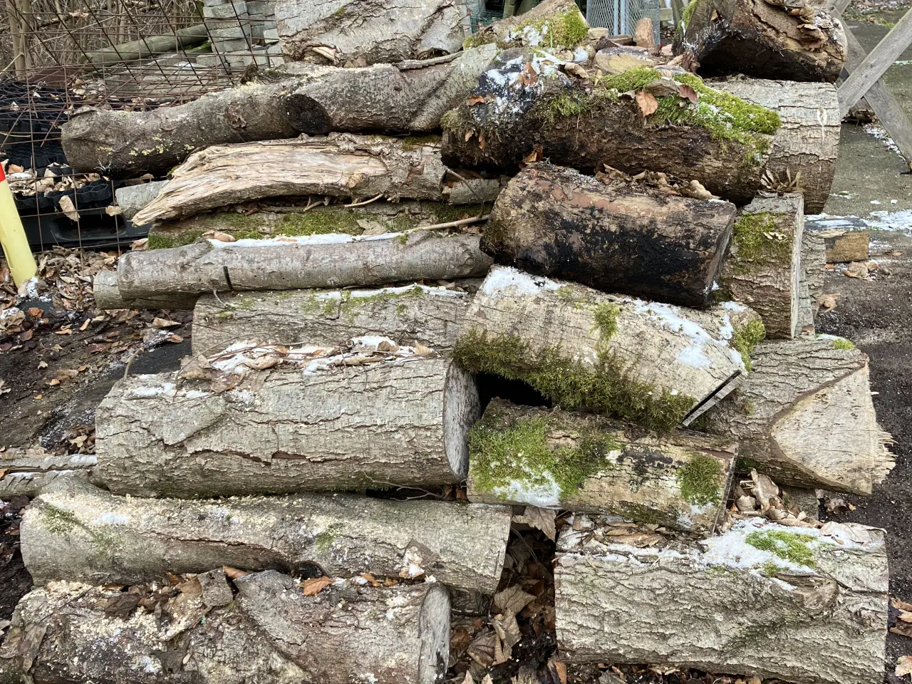 Billede 2 - Blandet løvtræ til brænde - ca. 2 rummeter