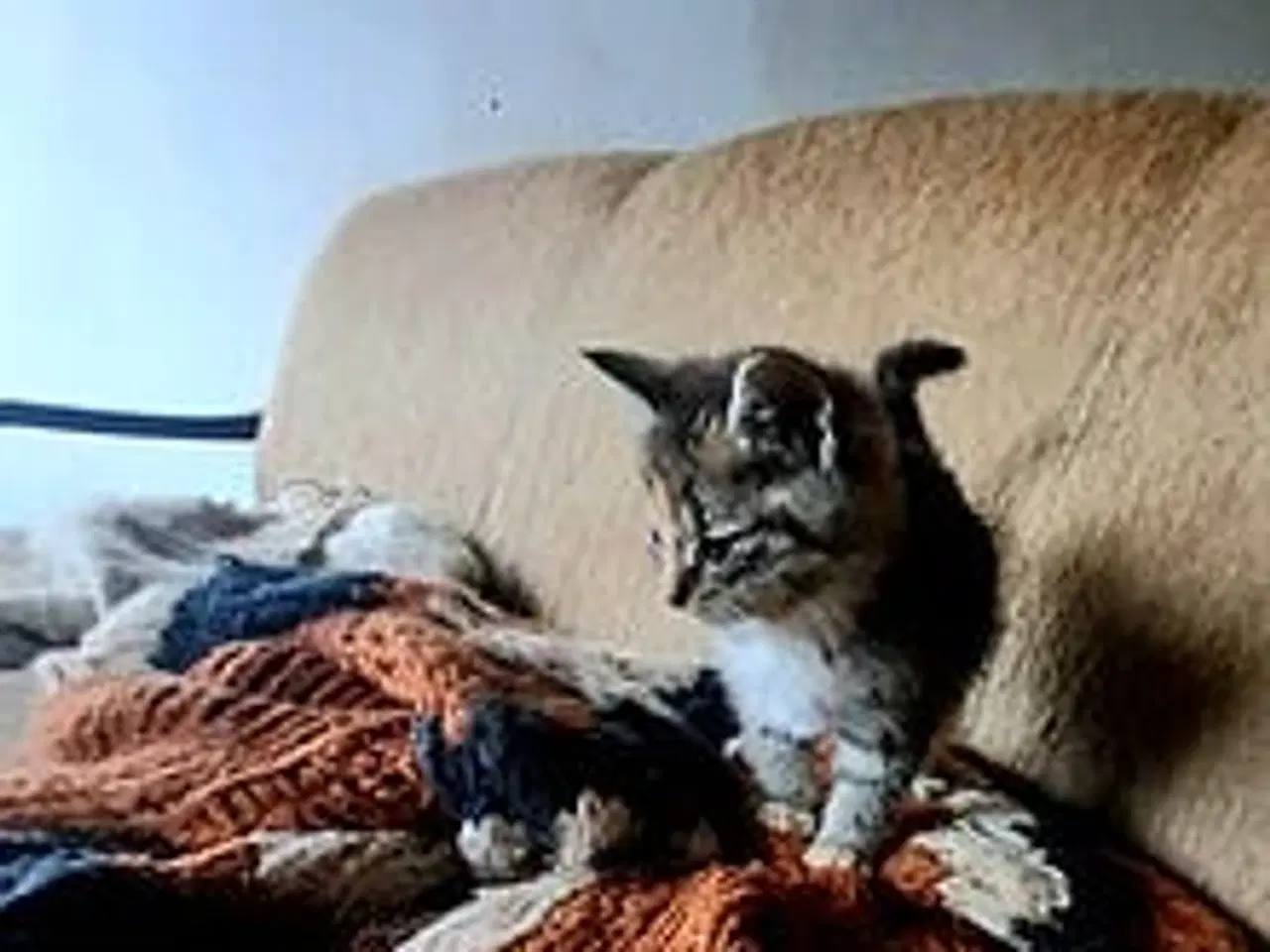 Billede 3 - Dværgkatkillinger.