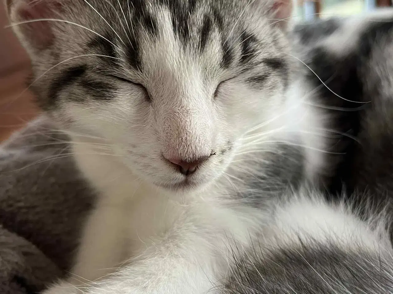 Billede 1 - Hunkilling, hvor mor er Maine Coon