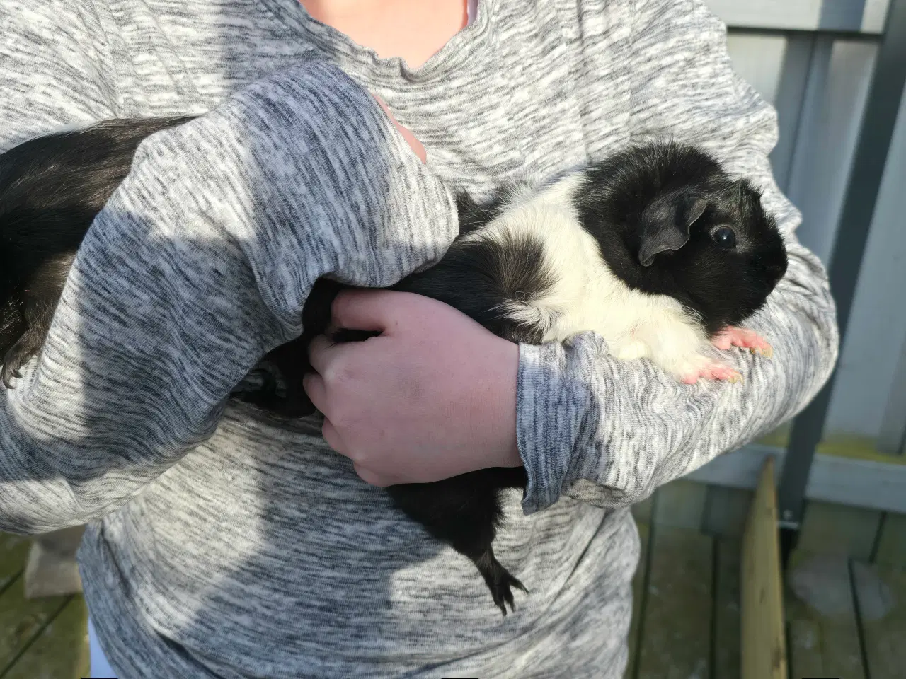 Billede 4 - Marsvin med alt