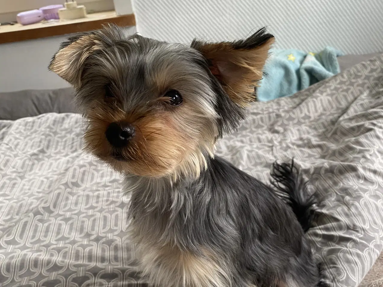 Billede 3 - Parring af yorkshire terrier 