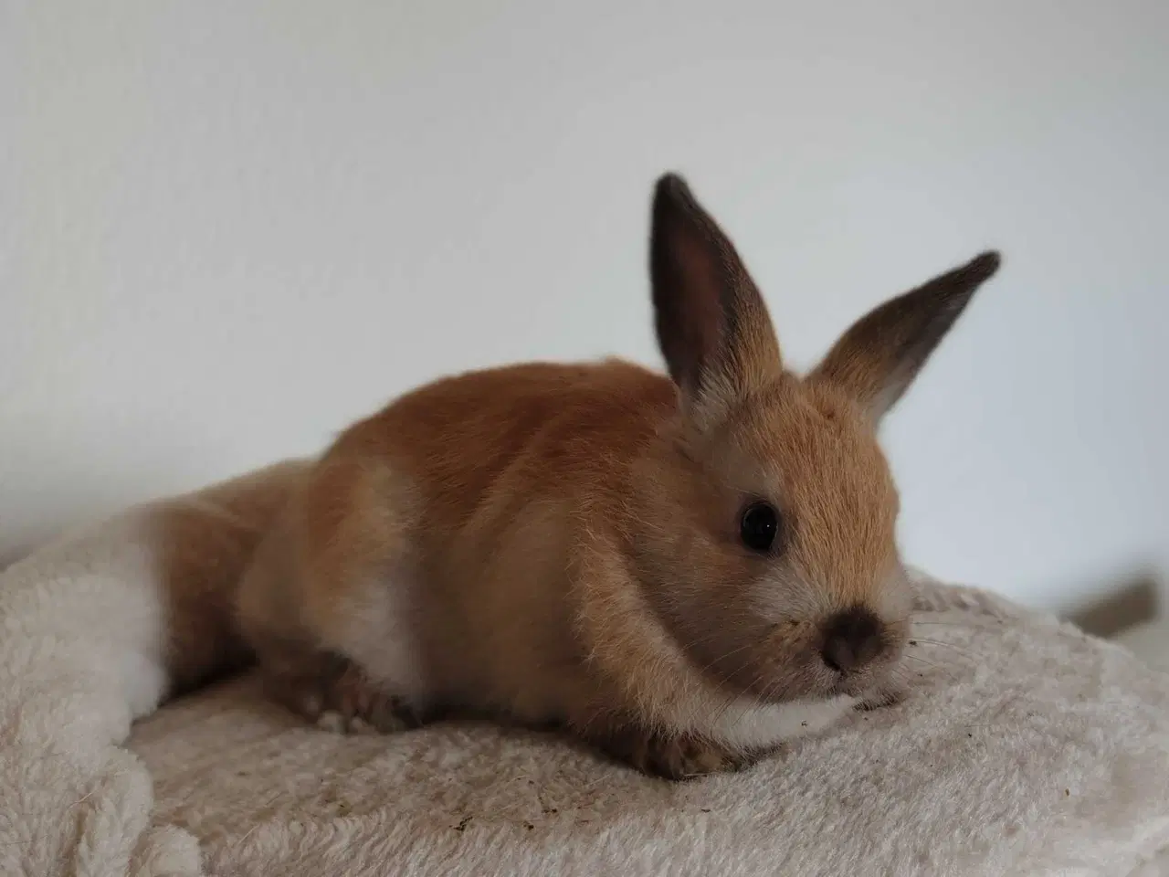 Billede 5 - Indendøres Fri-Kaniner 🐰