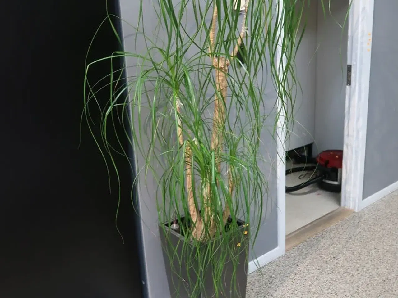 Billede 1 - Plante i vase