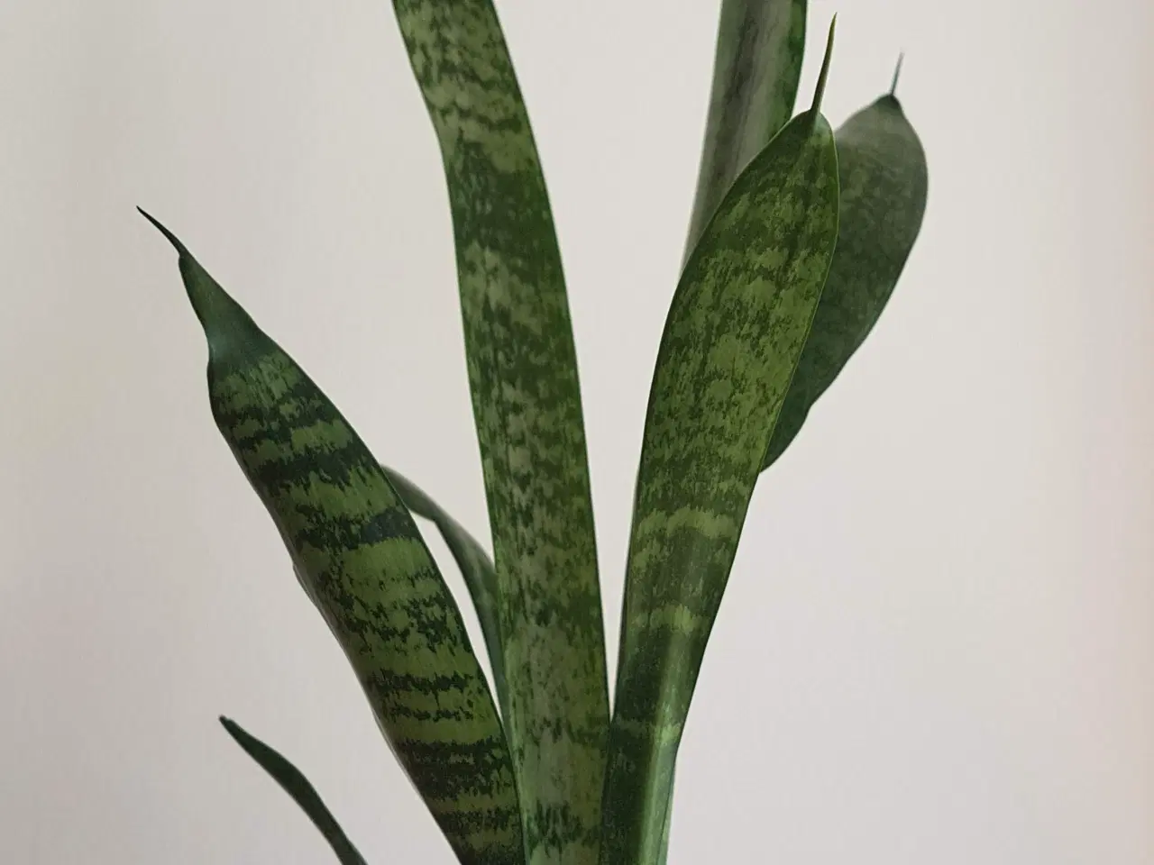 Billede 1 - Svigermors skarpe tunge - Sansevieria