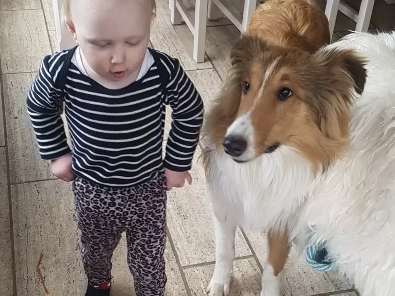 Billede 6 - Skønne LabCollie Hvalpe