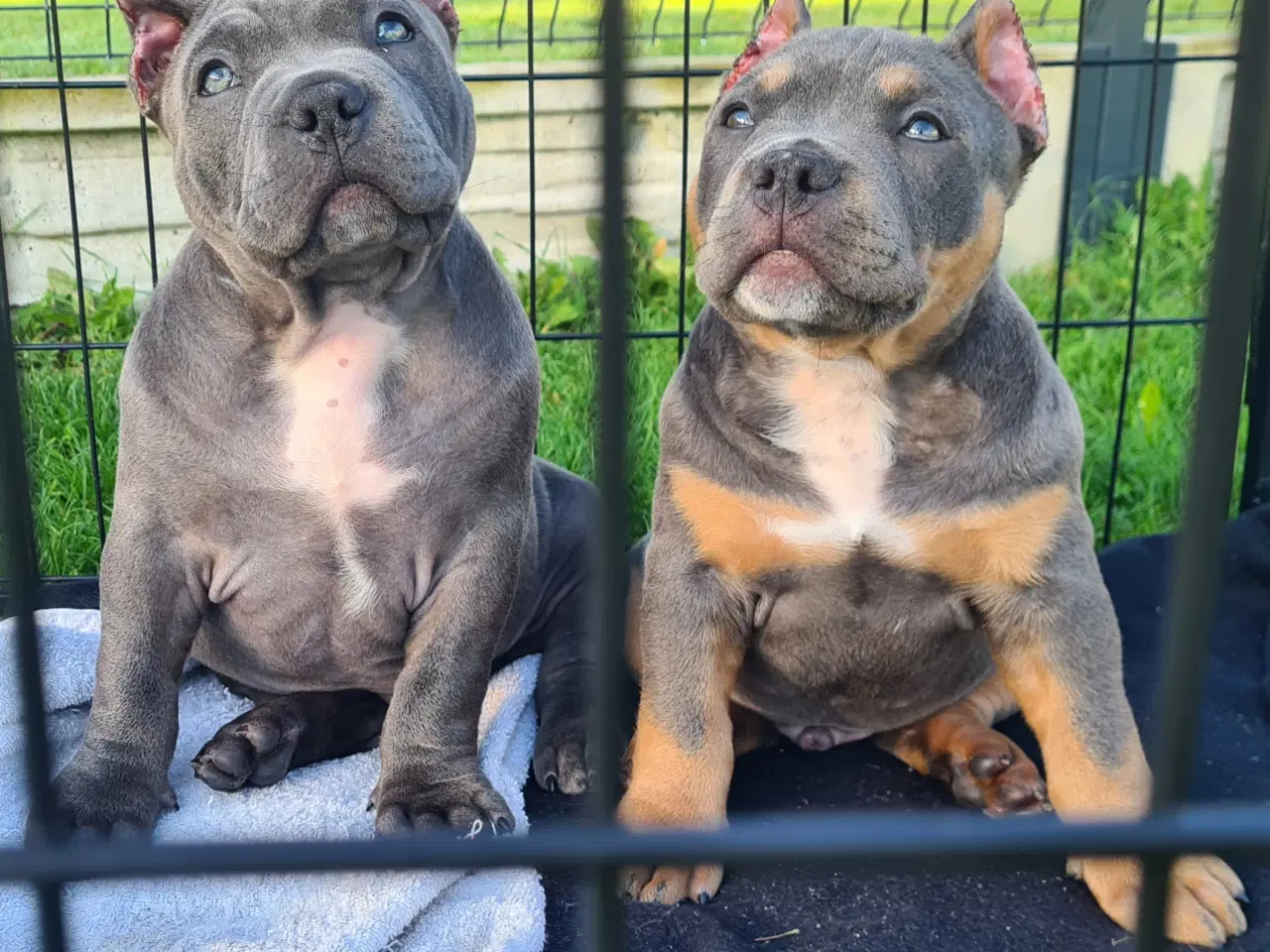 Billede 5 - American Bully Dreng 11 uge 