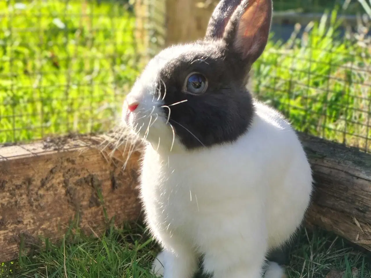 Billede 1 - Find Din Perfekte Kanin Her 🐰