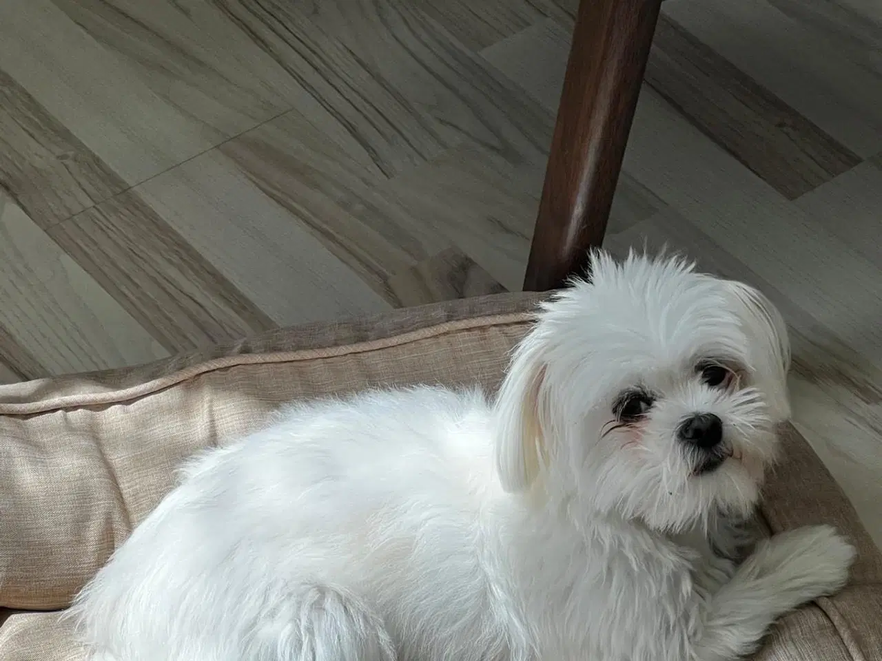 Billede 1 - Maltese tæve ( 2.5-3kg ) 