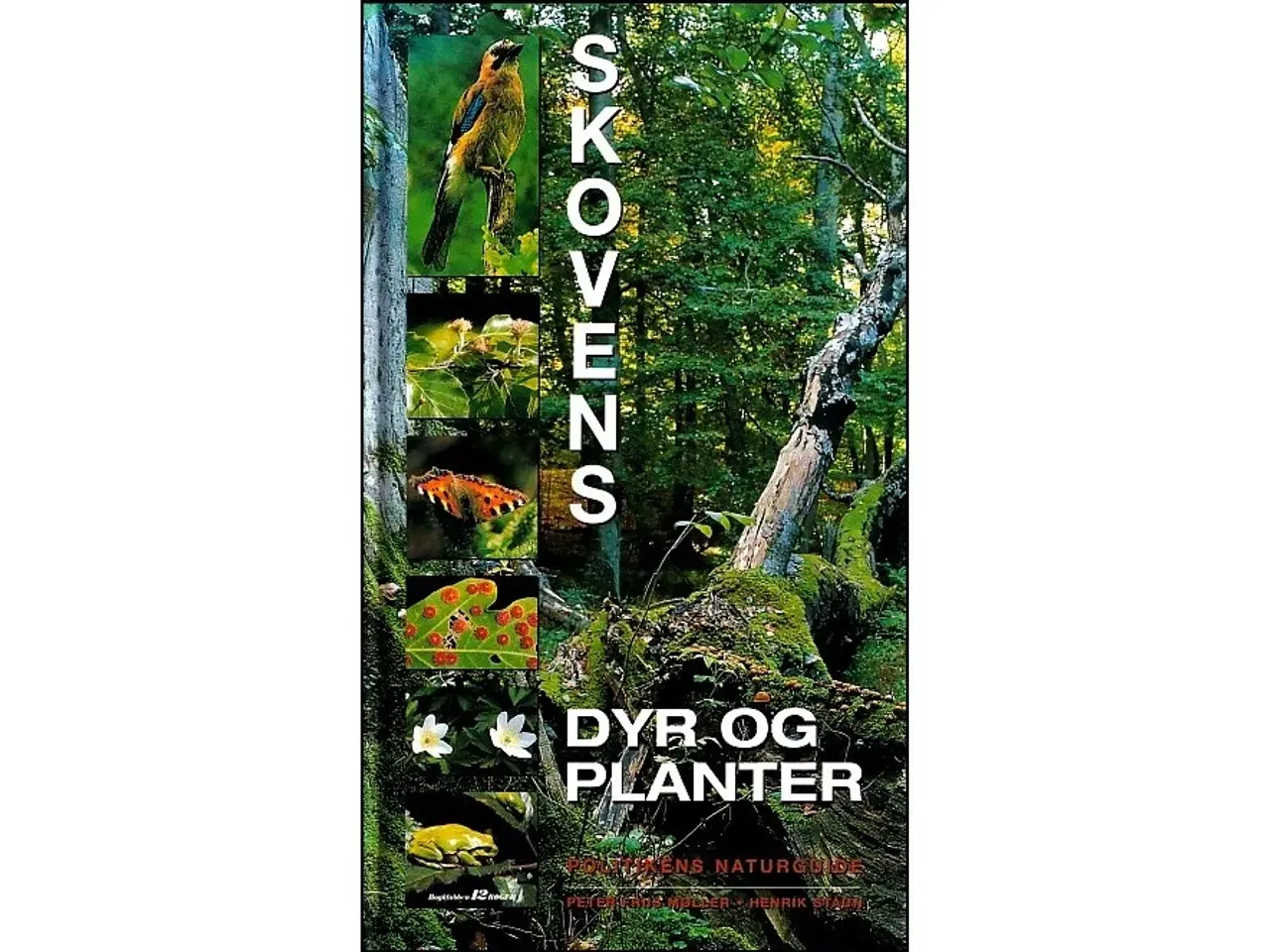 Billede 2 - Strandens dyr og planter