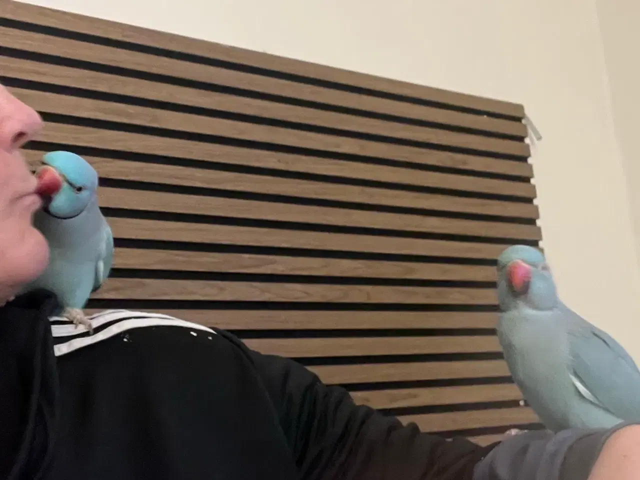 Billede 2 - Alexandra parakit