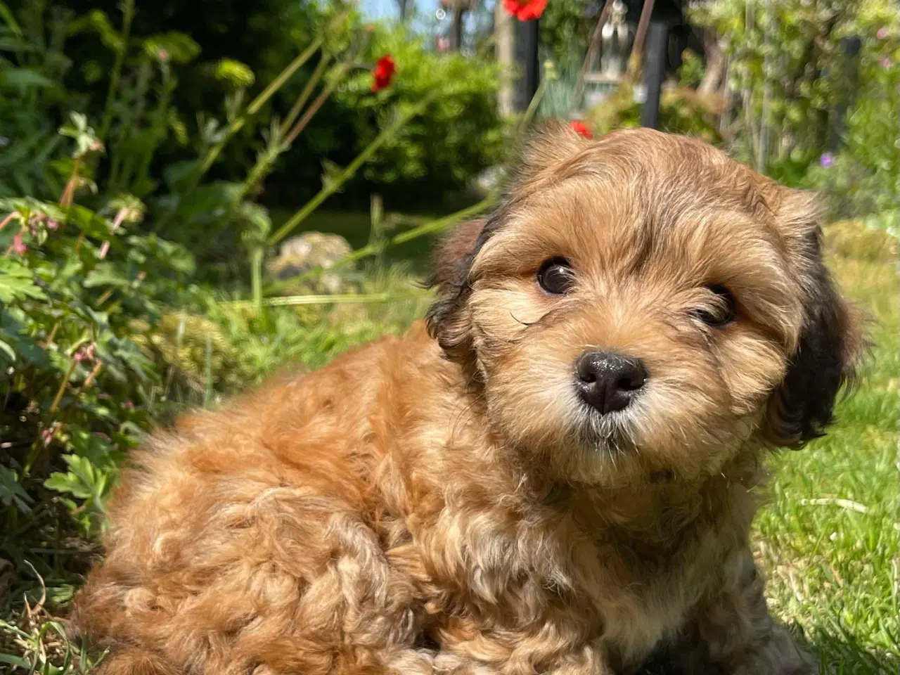 Billede 18 - Avlstjeneste /  Bichon Havanais