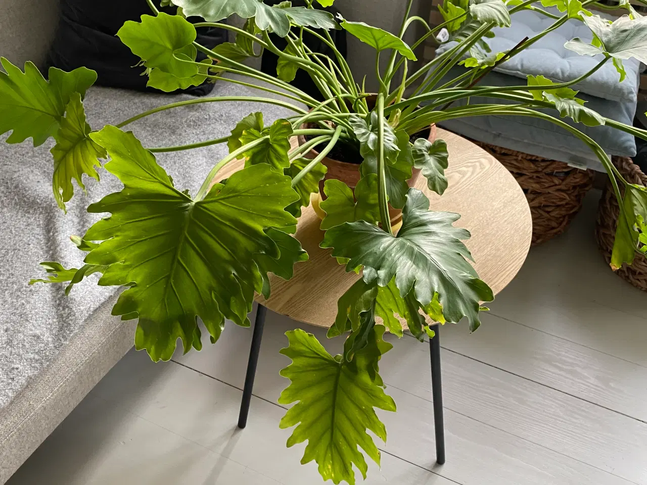 Billede 2 - Grøn sund plante